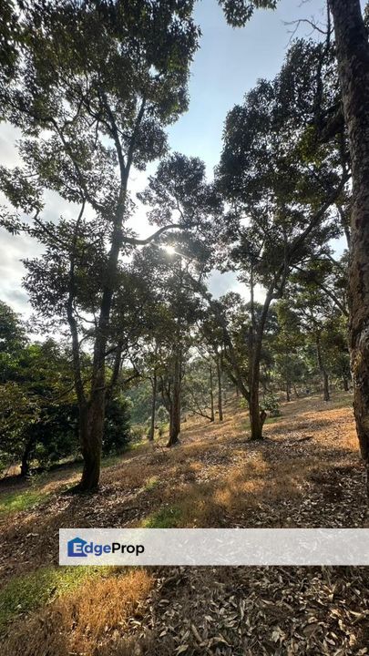 Tanah Dusun Durian Hijau Seluas 3 Ekar Di Beserah Kuantan, Pahang, Kuantan