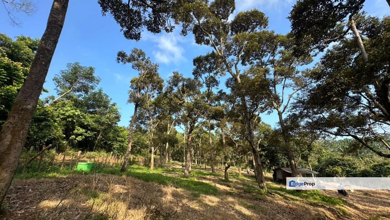 Tanah Dusun Durian Hijau Seluas 3 Ekar Di Beserah Kuantan, Pahang, Kuantan
