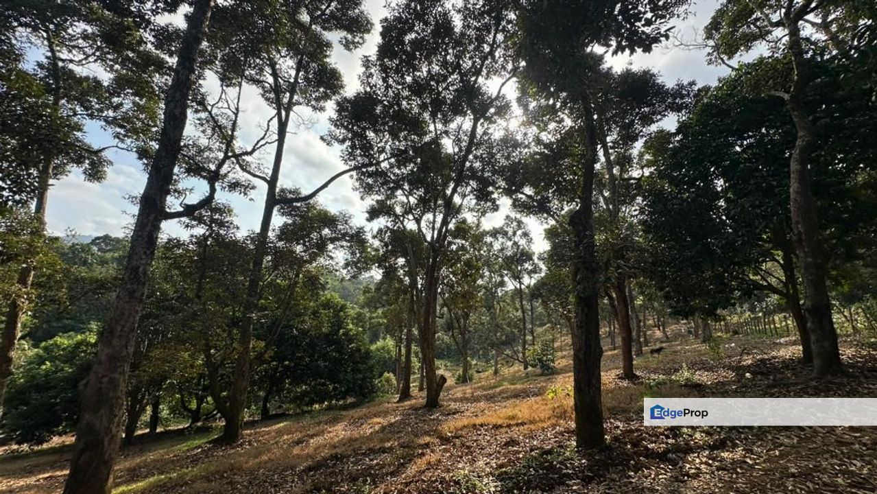 Tanah Dusun Durian Hijau Seluas 3 Ekar Di Beserah Kuantan, Pahang, Kuantan