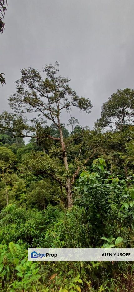 [Pokok Durian] Tanah Pertanian Luas di Kuala Lipis, Pahang, Kuala Lipis