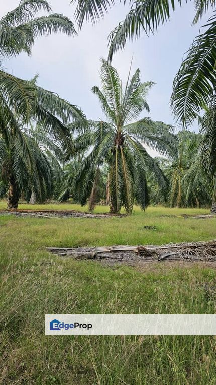 Land for sale, Selangor, Tanjong Karang 