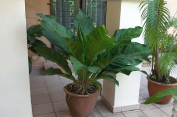 Pinggiran Rahman Putra