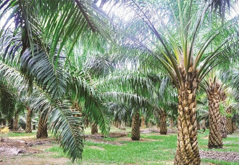 Kota Tinggi Oil Palm Agriculture Land For Sale