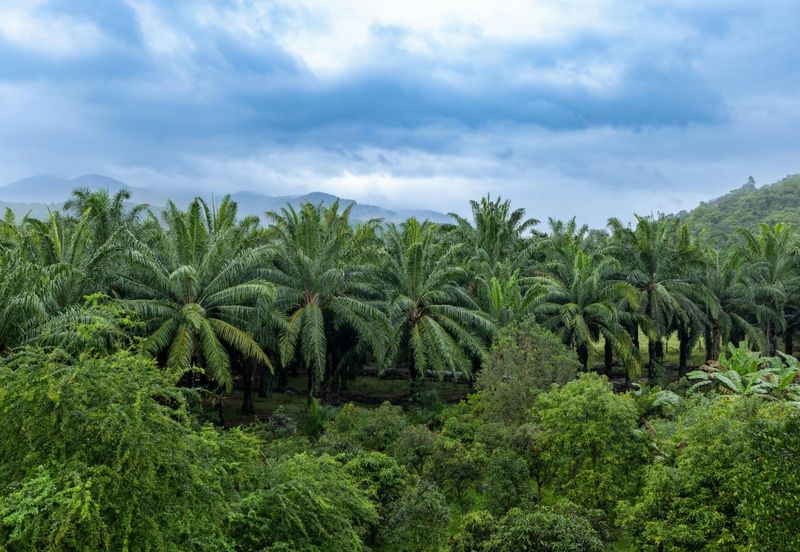 Kota Tinggi Oil Palm Agriculture Land For Sale