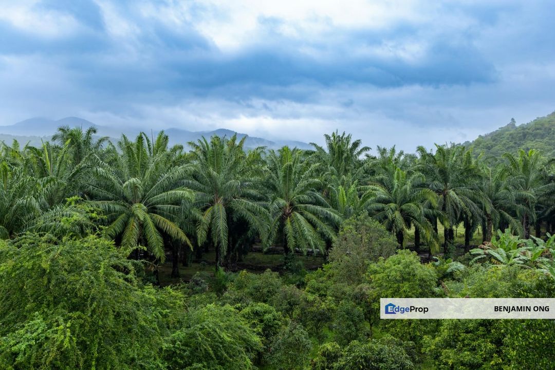 Kota Tinggi Oil Palm Agriculture Land For Sale, Johor, Kota Tinggi