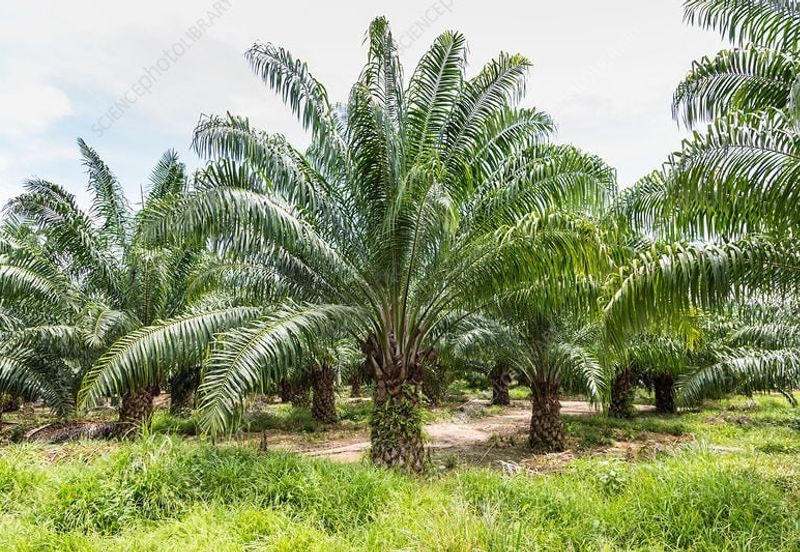 Kota Tinggi Oil Palm Agriculture Land For Sale
