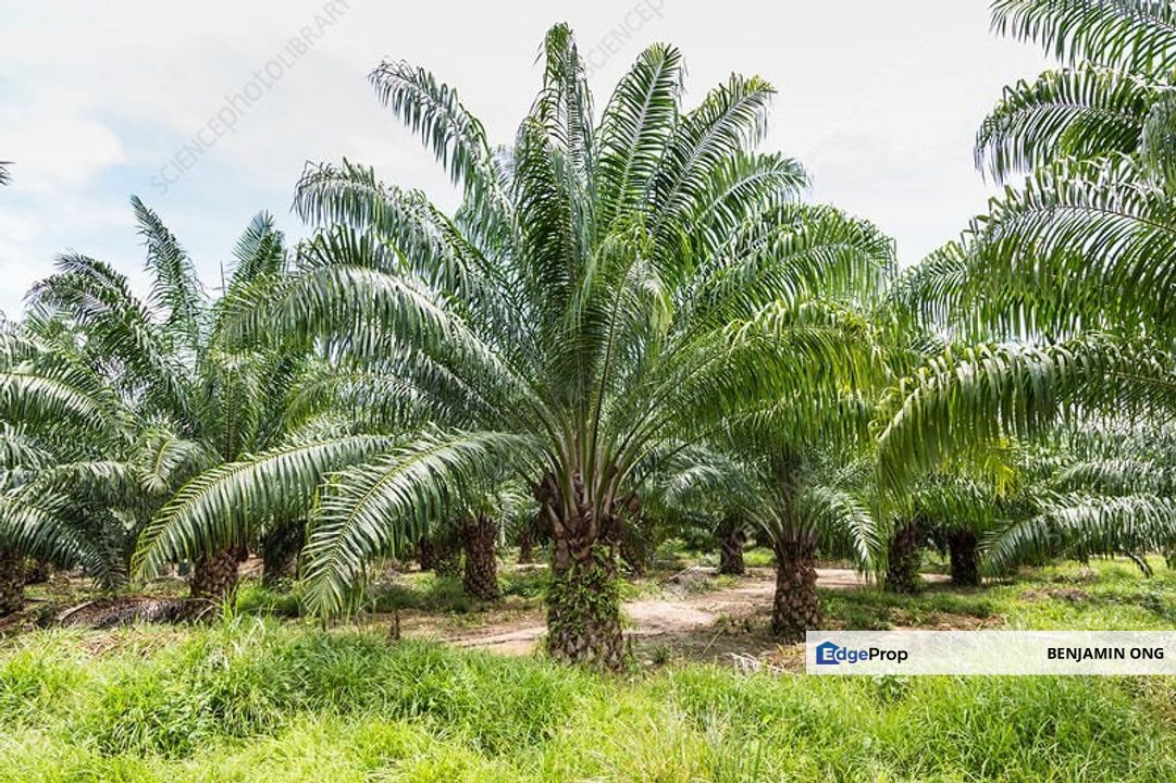 Kota Tinggi Oil Palm Agriculture Land For Sale, Johor, Kota Tinggi