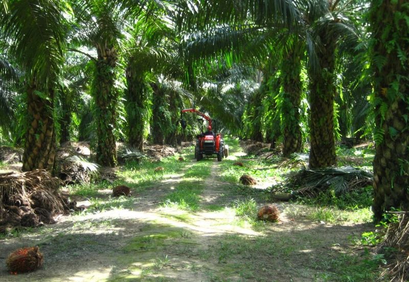 Kota Tinggi Oil Palm Agriculture Land For Sale