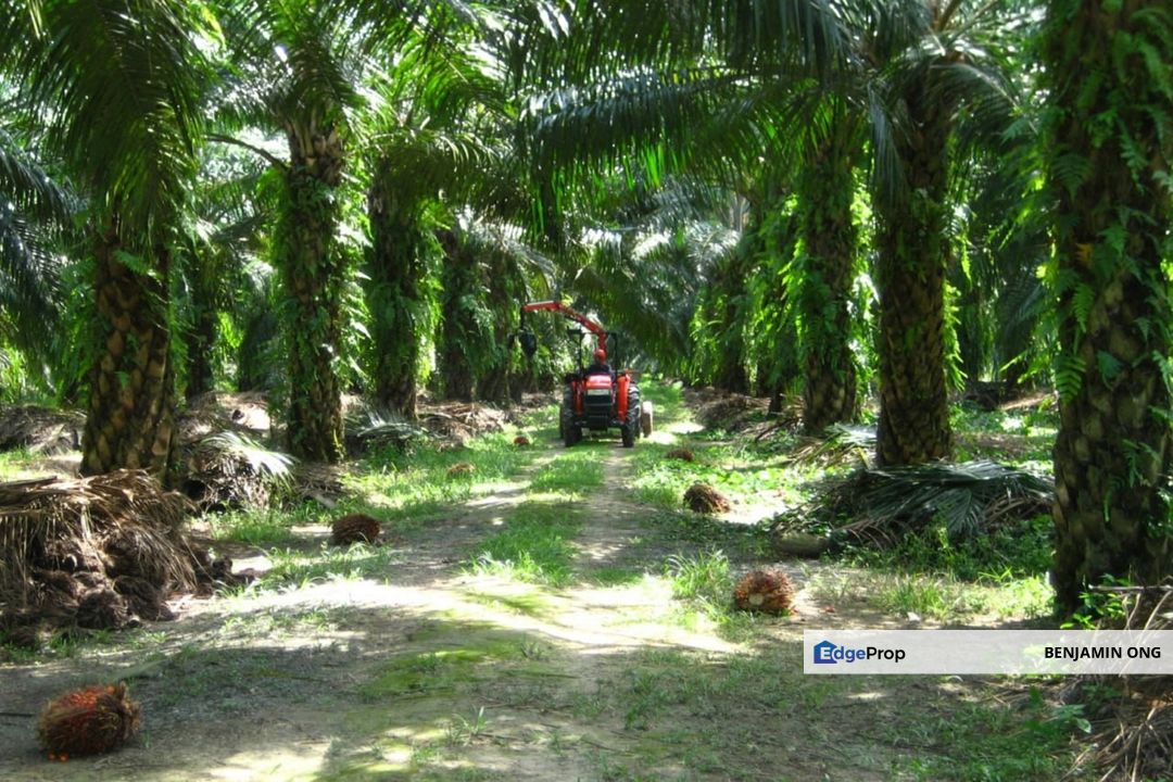 Kota Tinggi Oil Palm Agriculture Land For Sale, Johor, Kota Tinggi