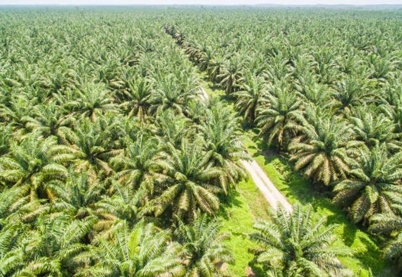 Kota Tinggi Oil Palm Agriculture Land For Sale