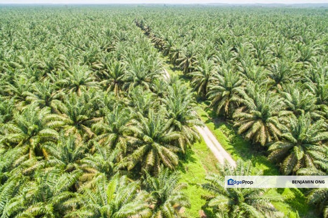 Kota Tinggi Oil Palm Agriculture Land For Sale, Johor, Kota Tinggi