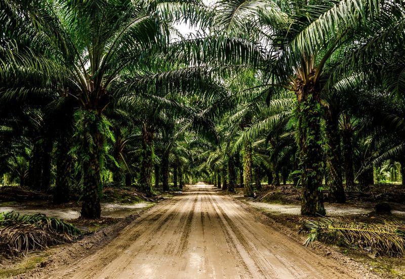 Kota Tinggi Oil Palm Agriculture Land For Sale