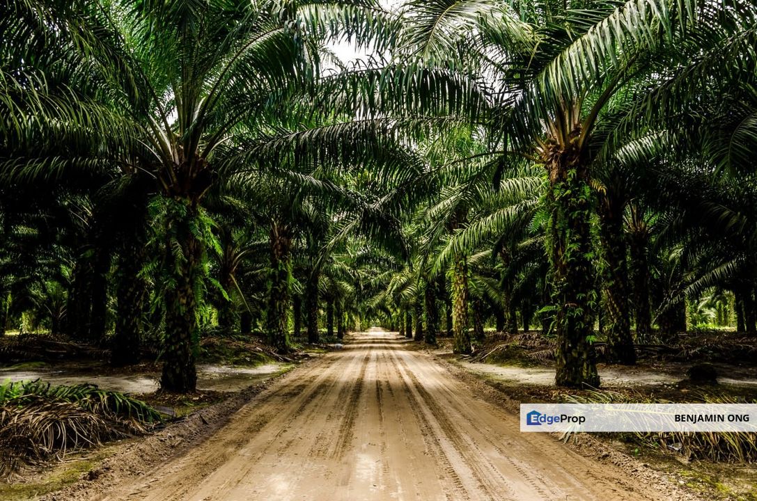 Kota Tinggi Oil Palm Agriculture Land For Sale, Johor, Kota Tinggi