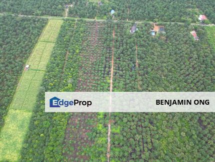 Pontian Benut Oil Palm land, Johor, Pontian