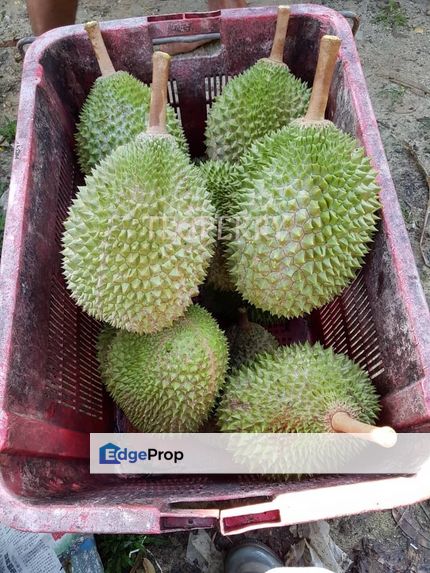 9 Acres Sungai Klau Durian Farm Raub Pahang Musang King Blackthorn, Pahang, Raub