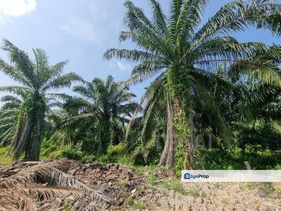 Jenjarom Residential Land 8 Acres Mature Area Freehold! Non Bumi!, Kuala Lumpur, Seputeh