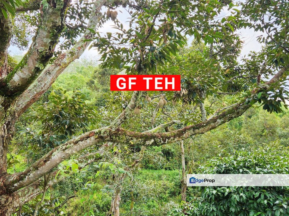 RM 861K Branded Old Tree Durian | Sungai Kechil | Bandar Baharu | Kedah | 8km from Econsave Jawi | RM4 psf, Penang, Nibong Tebal