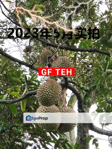 RM 861K Branded Old Tree Durian | Sungai Kechil | Bandar Baharu | Kedah | 8km from Econsave Jawi | RM4 psf, Penang, Nibong Tebal