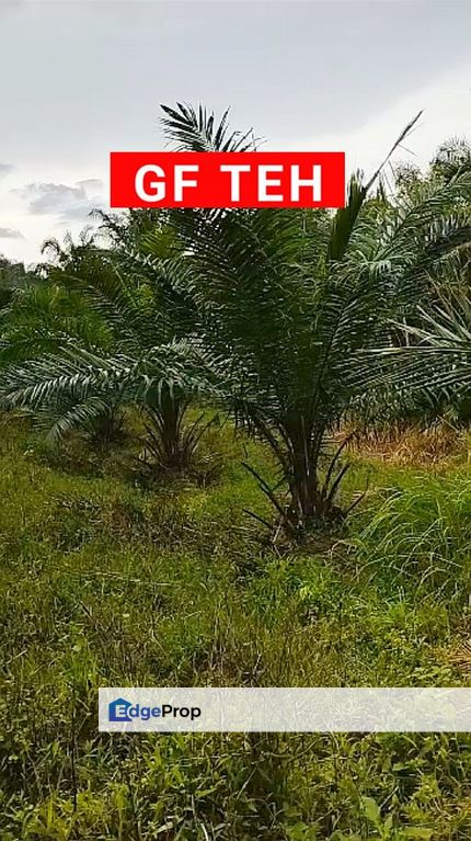 4.11 acres Agricultural Land | Palm oil plantation | Kuala Kangsar | Perak | 390K, Perak, Kuala Kangsar