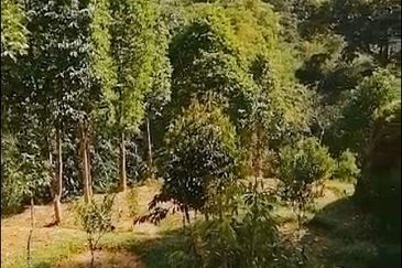 Balik Pulau / Teluk Bahang