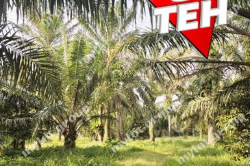 Taman Nibong Tebal Jaya