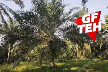 Taman Nibong Tebal Jaya