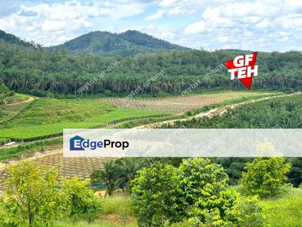 25.83 acres Orchard Farm | Redang Panjang | Selama | Perak | Durian | Avocado | Passion Fruit Rm3.44psf, Perak, Batu Kurau