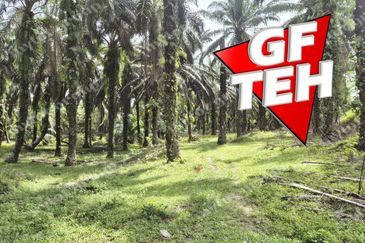 9.87 acres Agricultural Land | Beside Mainroad | Selama | Perak | For Sale Rm3.9psf b