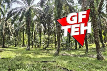 9.87 acres Agricultural Land | Beside Mainroad | Selama | Perak | For Sale Rm3.9psf b