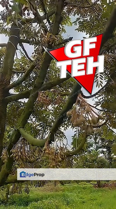 105.56 acres | Agricultural Land | Durian Farm | Sungkai | Perak Rm8psf, Perak, Sungkai