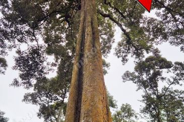 Agriculture Land @ Taiping