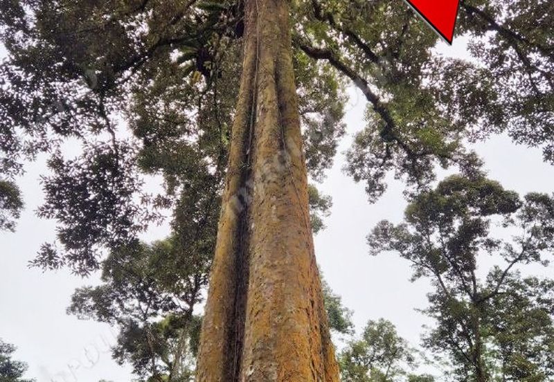 Agriculture Land @ Taiping