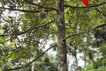 Agriculture Land @ Taiping