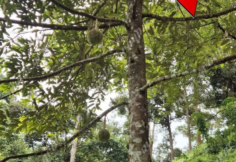 Agriculture Land @ Taiping