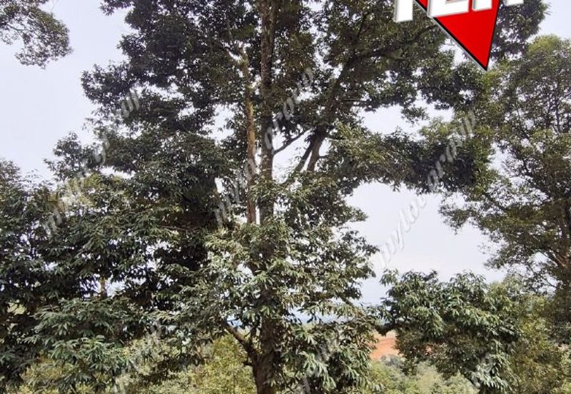 Agriculture Land @ Taiping