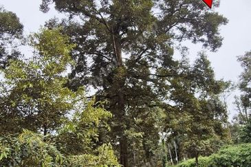 Agriculture Land @ Taiping