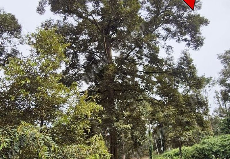 Agriculture Land @ Taiping