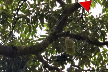 Agriculture Land @ Taiping