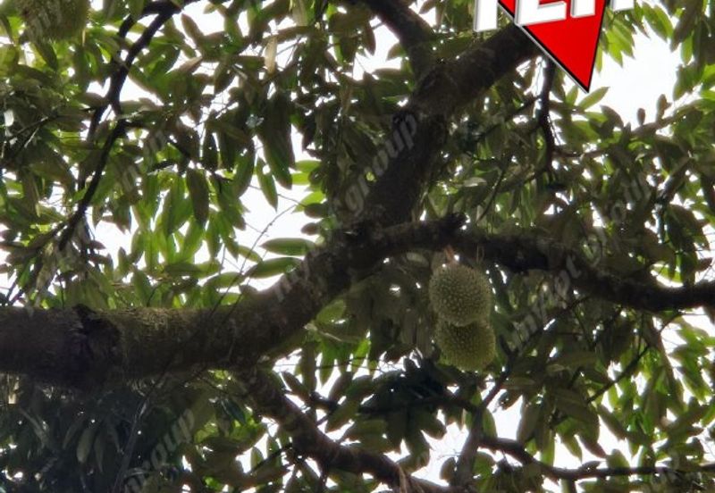 Agriculture Land @ Taiping