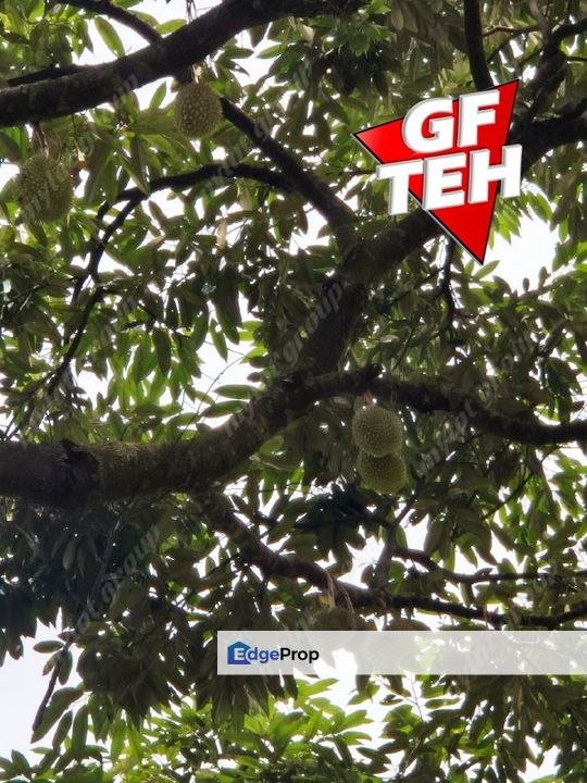 9.18 Acres Old Durian Garden | Taiping | Perak b, Perak, Taiping