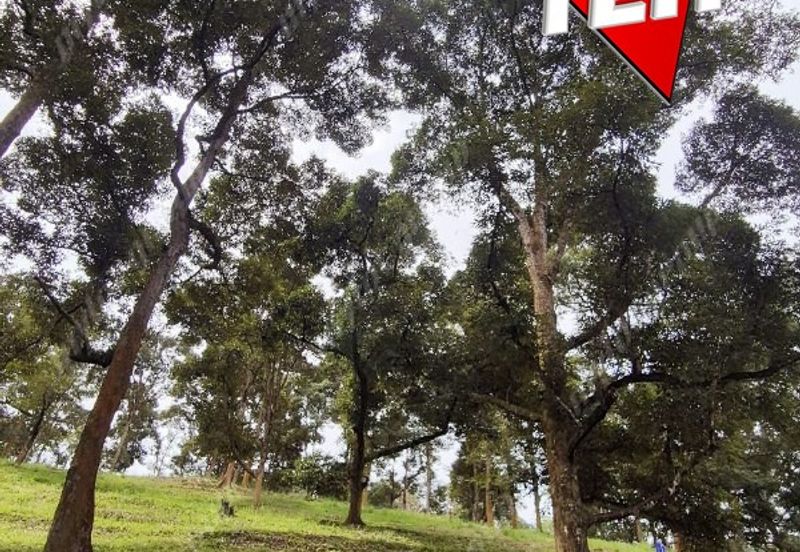 Agriculture Land @ Taiping