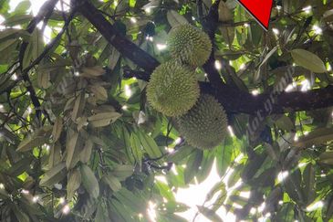 Agriculture Land @ Taiping