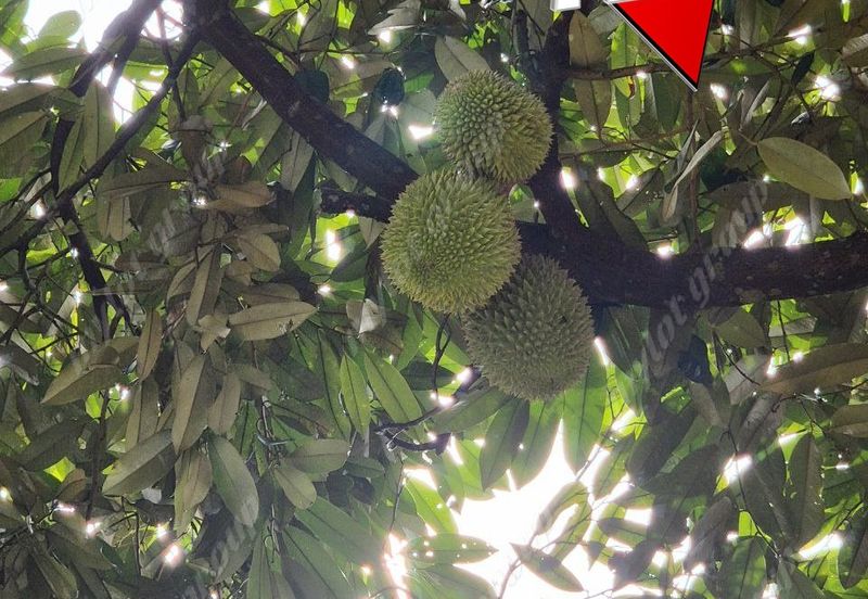 Agriculture Land @ Taiping