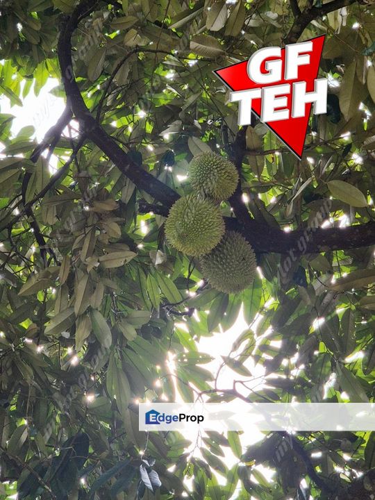 9.18 Acres Old Durian Garden | Taiping | Perak b, Perak, Taiping