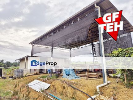 16.45 acres Papaya Farm | Selama | Bandar Baharu | Kedah RM4.05pfs b, Kedah, Serdang