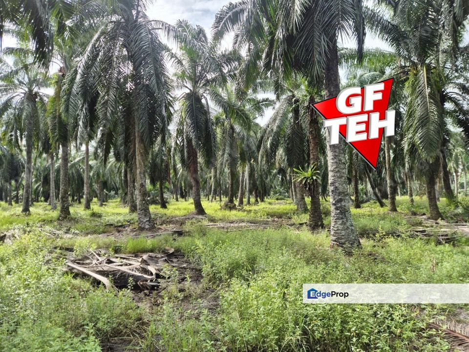 8.881 acres Industrial Land | First Grade | Simpang Ampat | Sungai Bakap | Penang 80psf, Penang, Sungai Jawi