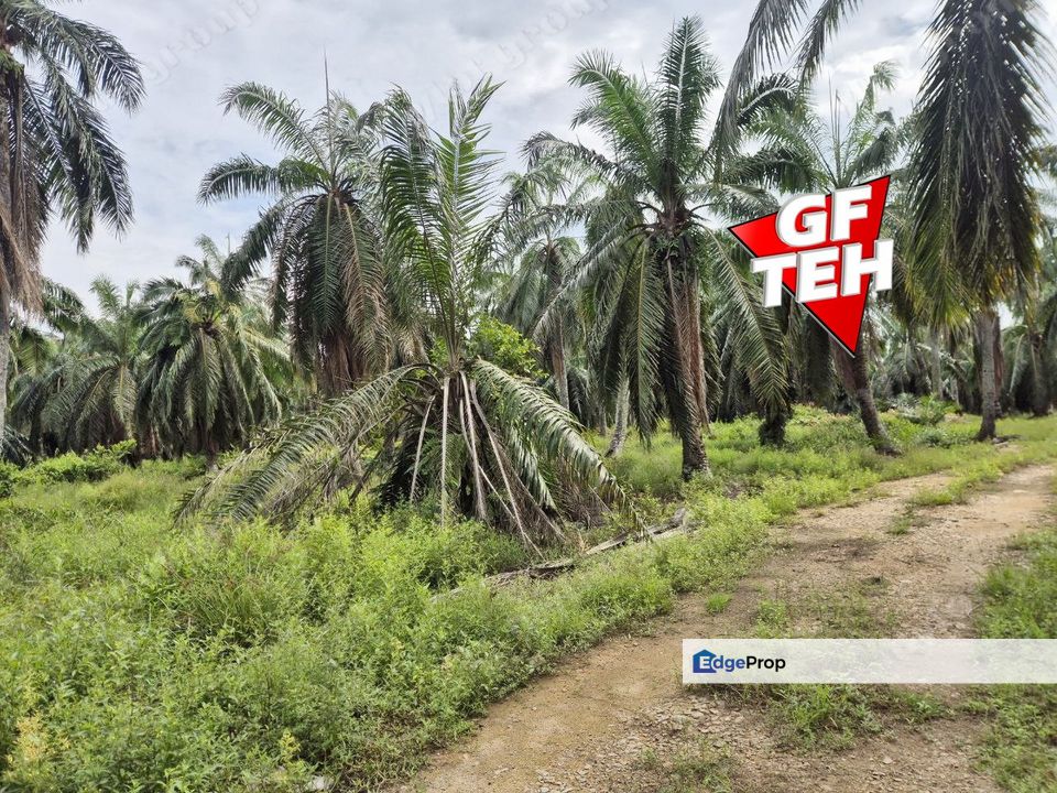 8.881 acres Industrial Land | First Grade | Simpang Ampat | Sungai Bakap | Penang 80psf, Penang, Sungai Jawi