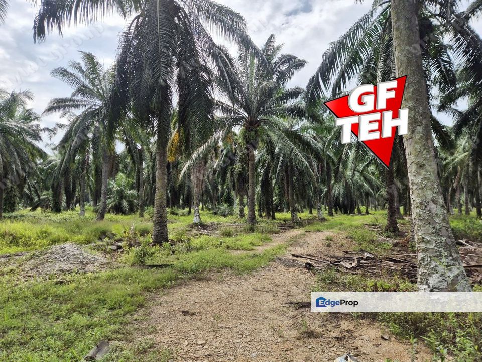 8.881 acres Industrial Land | First Grade | Simpang Ampat | Sungai Bakap | Penang 80psf, Penang, Sungai Jawi