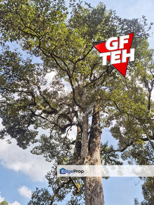 0.96 Acres Small Piece Land | Durian Farm with Kampung house | Sungai bakap | Jawi | Penang Rm 70 psf B, Penang, Sungai Bakap 