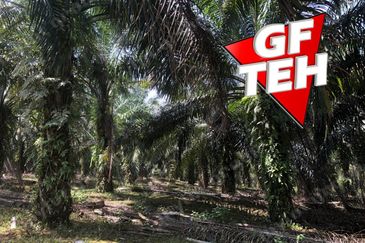 10.92 Acres | Agricultural land | Kulim | Kedah Rm17psf dn